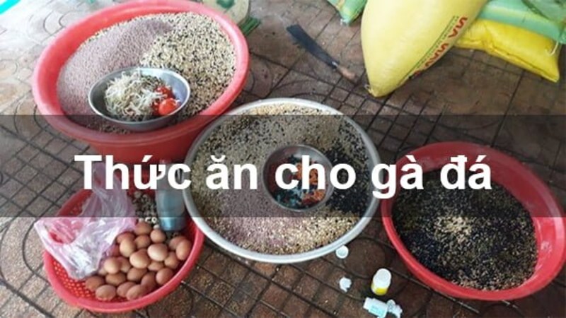 Cách trộn thức ăn cho gà đá giúp cho chúng có sự phát triển toàn diện nhất