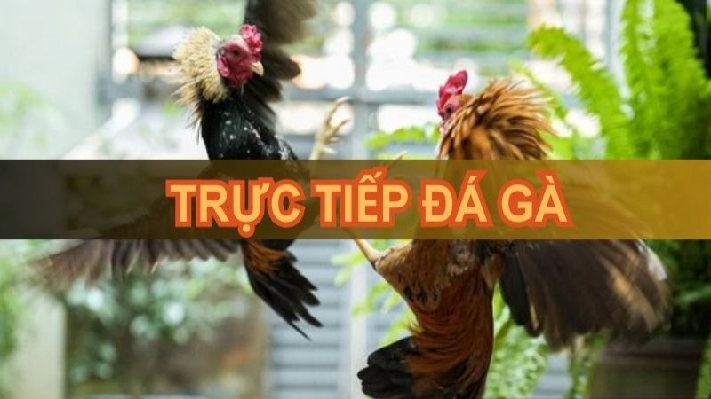 Thông tin cơ bản tổng quát, nhà cái đá gà Ga6789