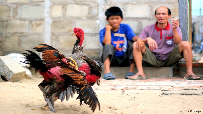 Trận đấu gà không kéo dài quá lâu, thường chỉ trong khoảng vài phút